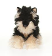 Opakowanie Terrier czarny 26 cm