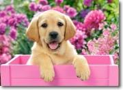 Okładka książki Puzzle 300 elementów Labrador Puppy in Pink Box