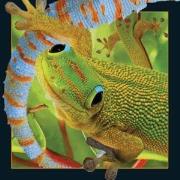 Opakowanie Magnes 3D Gekon