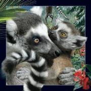 Opakowanie Magnes 3D Lemur