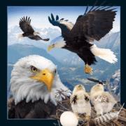 Opakowanie Magnes 3D Orzeł bielik