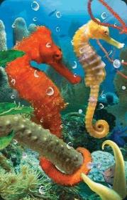 Opakowanie Mini kartka 3D Konik Morski