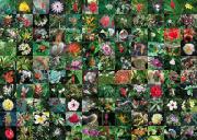 Opakowanie Puzzle Blossoms 1000