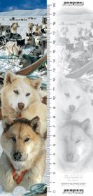 Opakowanie Zakładka 3D Husky