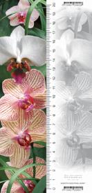 Zakładka 3D Orchidea. Wydawca: Worth Keeping. Dadada.pl Opakowanie Zakładka 3D Orchidea