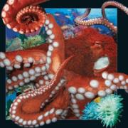 Opakowanie Magnes 3D Ośmiornica