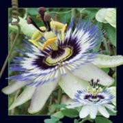 Opakowanie Magnes 3D Passiflora