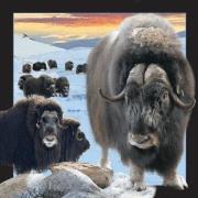 Opakowanie Magnes 3D Piżmowół