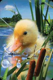 Mini kartka 3D Kaczątko. Wydawca: Worth Keeping. Dadada.pl Opakowanie Mini kartka 3D Kaczątko