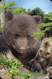 Opakowanie Mini kartka 3D Niedźwiedź Brunatny