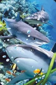 Opakowanie Mini kartka 3D Rekin