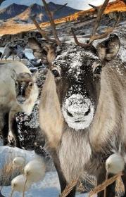 Opakowanie Mini kartka 3D Renifer