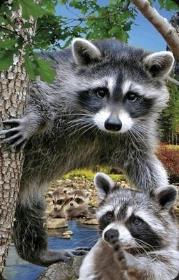 Opakowanie Mini kartka 3D Szop