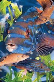 Opakowanie Mini kartka 3D Wargacz Tęczak