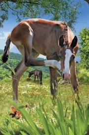 Mini kartka 3D Źrebię. Wydawca: Worth Keeping. Dadada.pl Opakowanie Mini kartka 3D Źrebię