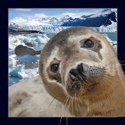 Pocztówka 3D Foka. Wydawca: Worth Keeping. Dadada.pl Opakowanie Pocztówka 3D Foka