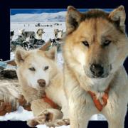 Pocztówka 3D Husky. Wydawca: Worth Keeping. Dadada.pl Opakowanie Pocztówka 3D Husky