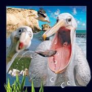 Pocztówka 3D Pelikan. Wydawca: Worth Keeping. Dadada.pl Opakowanie Pocztówka 3D Pelikan