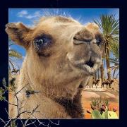 Pocztówka 3D Wielbłąd. Wydawca: Worth Keeping. Dadada.pl Opakowanie Pocztówka 3D Wielbłąd