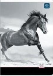 Opakowanie Zeszyt A5 w kratkę 96 kartek UV Interdruk