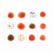 Scratch my back and i'll scratch yours. Autor: Peter Gabriel. Dadada.pl Okładka książki Scratch my back and i'll scratch yours