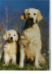 Opakowanie Puzzle 500 Psy TREFL