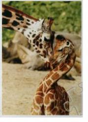 Opakowanie Puzzle 500 Żyrafy TREFL