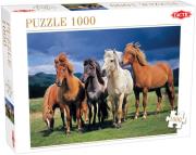 Opakowanie Puzzle Camargue horses 1000