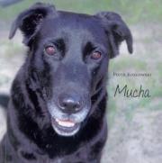 Mucha. Autor: Ks. Piotr Kozłowski. Dadada.pl Okładka książki Mucha