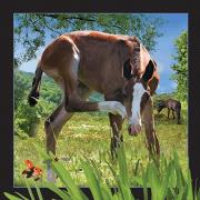 Pocztówka 3D - Źrebię. Wydawca: Worth Keeping. Dadada.pl Opakowanie Pocztówka 3D - Źrebię