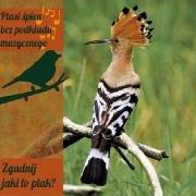 Okładka książki Ptasi śpiew bez pod. muz. Zgadnij jaki to ptak? CD