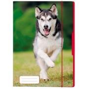 Opakowanie Teczka rysunkowa A4 z gumką Pies