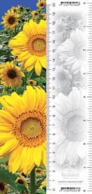 Zakładka 3D Słoneczniki. Wydawca: Worth Keeping. Dadada.pl Opakowanie Zakładka 3D Słoneczniki