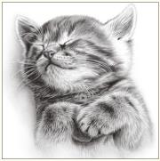 Okładka książki Karnet kot szkic 16x16 + koperta