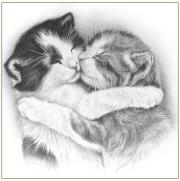 Okładka książki Karnet koty szkic 16x16 + koperta