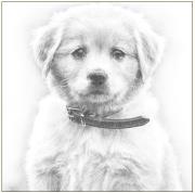 Okładka książki Karnet pies szkic 16x16 + koperta