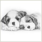 Okładka książki Karnet psy szkic 16x16 + koperta