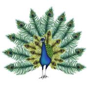 Opakowanie Karnet Svarowski kwadrat Paw