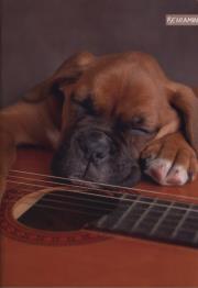 Opakowanie Zeszyt A4 w kratkę 60 kartek 5 sztuk mix