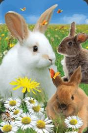 Minikartka 3D - Królik. Wydawca: Worth Keeping. Dadada.pl Opakowanie Minikartka 3D - Królik