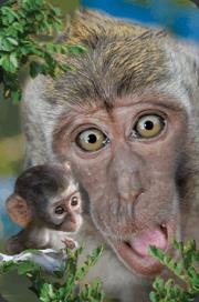 Minikartka 3D - Makak. Wydawca: Worth Keeping. Dadada.pl Opakowanie Minikartka 3D - Makak