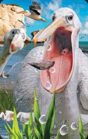 Minikartka 3D - Pelikan. Wydawca: Worth Keeping. Dadada.pl Opakowanie Minikartka 3D - Pelikan