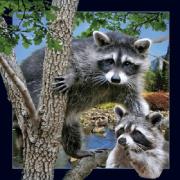 Pocztówka 3D Szop. Wydawca: Worth Keeping. Dadada.pl Opakowanie Pocztówka 3D Szop