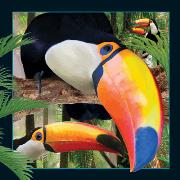 Pocztówka 3D - Tukan. Wydawca: Worth Keeping. Dadada.pl Opakowanie Pocztówka 3D - Tukan