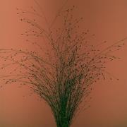 Okładka książki Tak mi się nie chce. Mikromusic CD