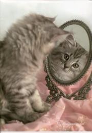 Opakowanie Zeszyt Rachel Hale A4/5M 80gr