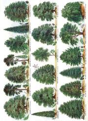 Opakowanie Karnet B6 z kopertą Our British Forest Trees