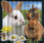 Pocztówka 3D Królik. Wydawca: Worth Keeping. Dadada.pl Opakowanie Pocztówka 3D Królik