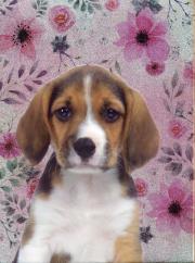 Opakowanie Błyszczący pamiętnik 18-3660PS