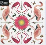 Opakowanie Karnet kwadrat z kopertą Greater Flamingo